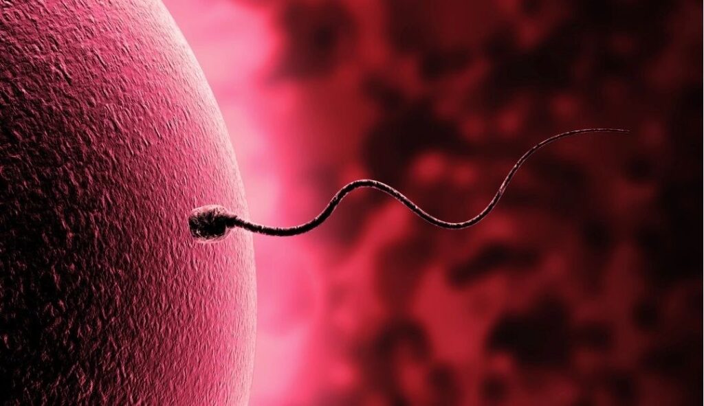 Exploring the Association between Sperm DFI and Preeclampsia eggandsperm