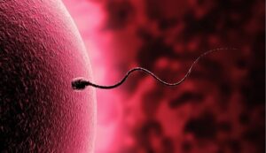 eggandsperm
